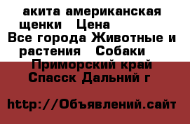 акита американская.щенки › Цена ­ 75 000 - Все города Животные и растения » Собаки   . Приморский край,Спасск-Дальний г.